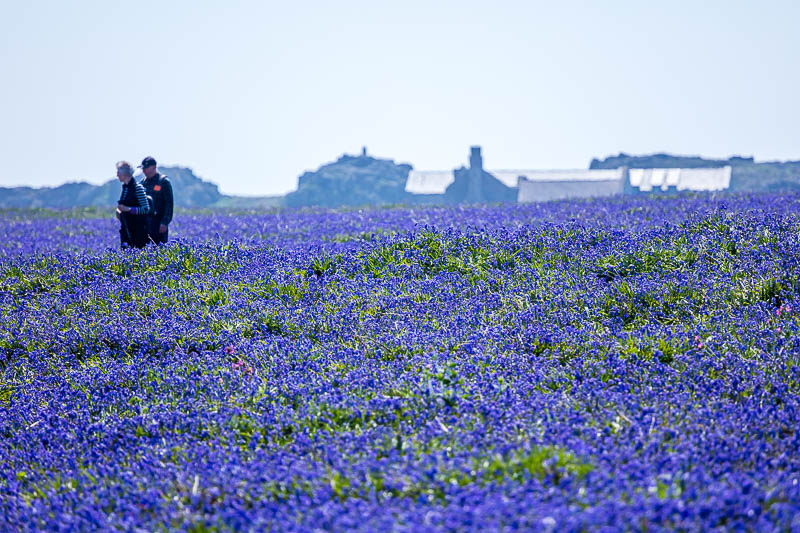 Bluebells Close 10