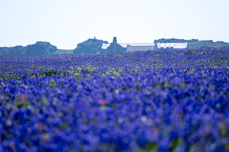 Bluebells Close 13