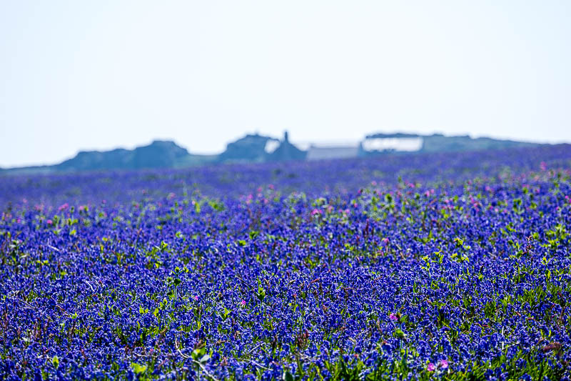 Bluebells Close 15