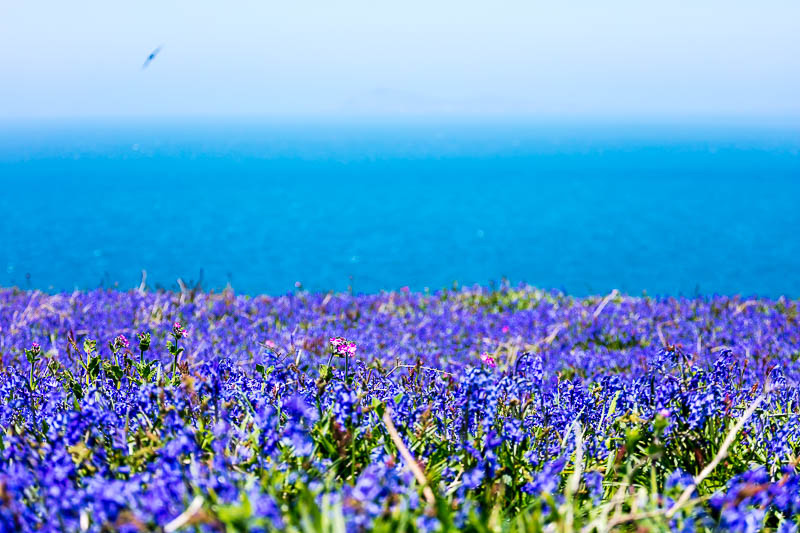 Bluebells Close 16