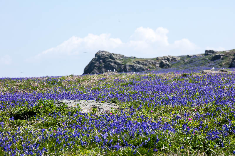 Bluebells Close 17