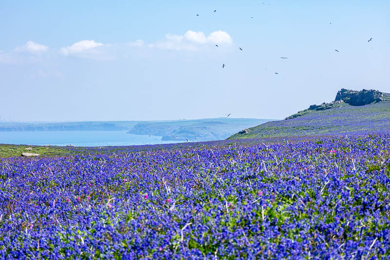 Bluebells Close 18