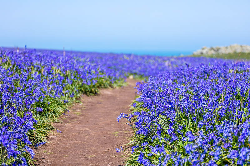 Bluebells Close 3