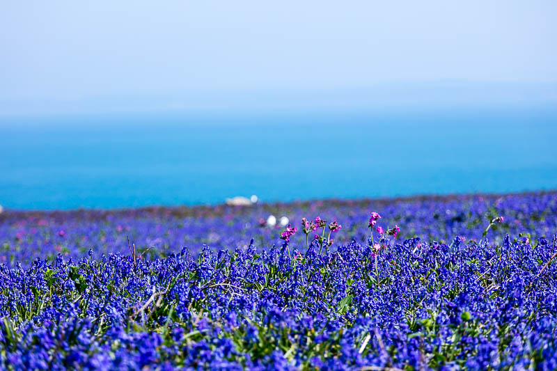 Bluebells Close 5