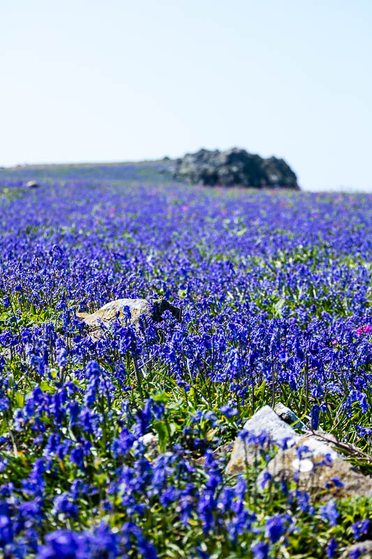 Bluebells Close 8