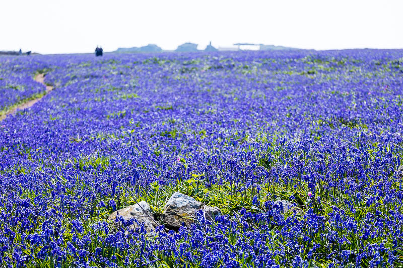 Bluebells Close 9