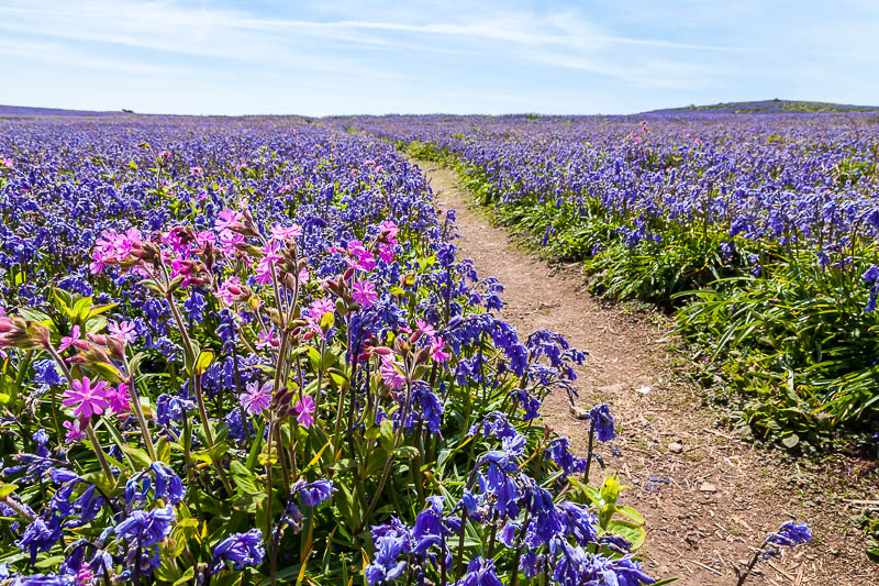 Bluebells Red Campion 10