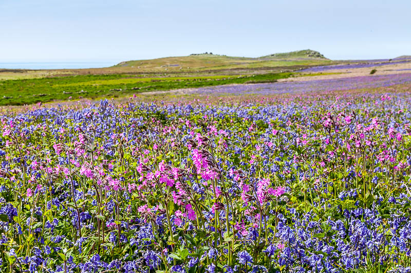 Bluebells Red Campion 11