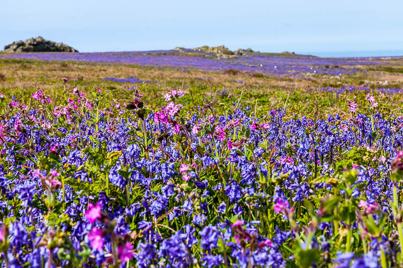 Bluebells Red Campion 6