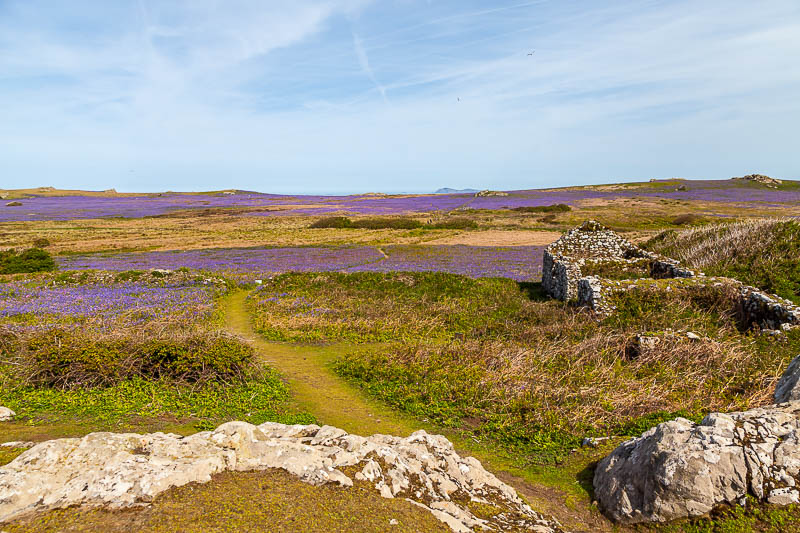 Buildings on Skomer 2