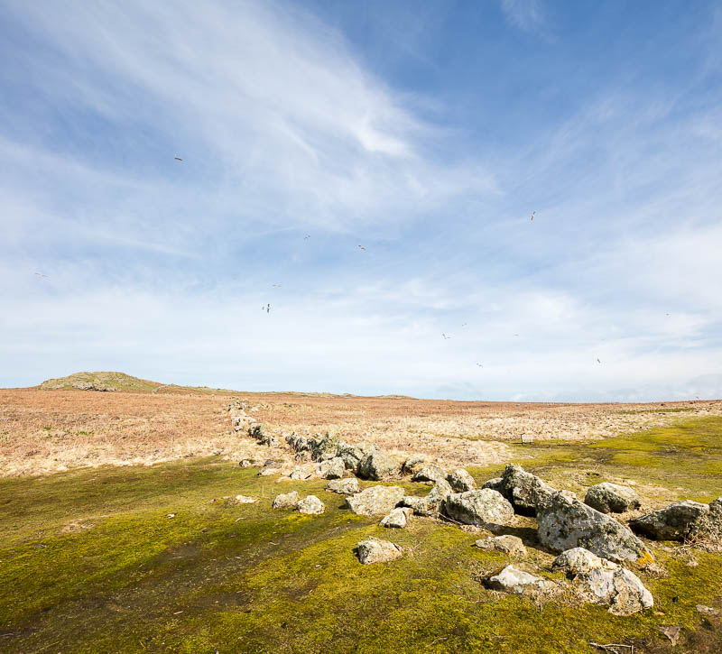 Early Skomer Season 8