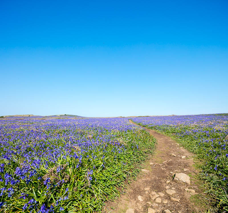 Fields of Bluebells 1