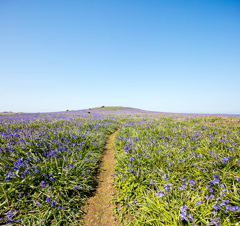 Fields of Bluebells 2