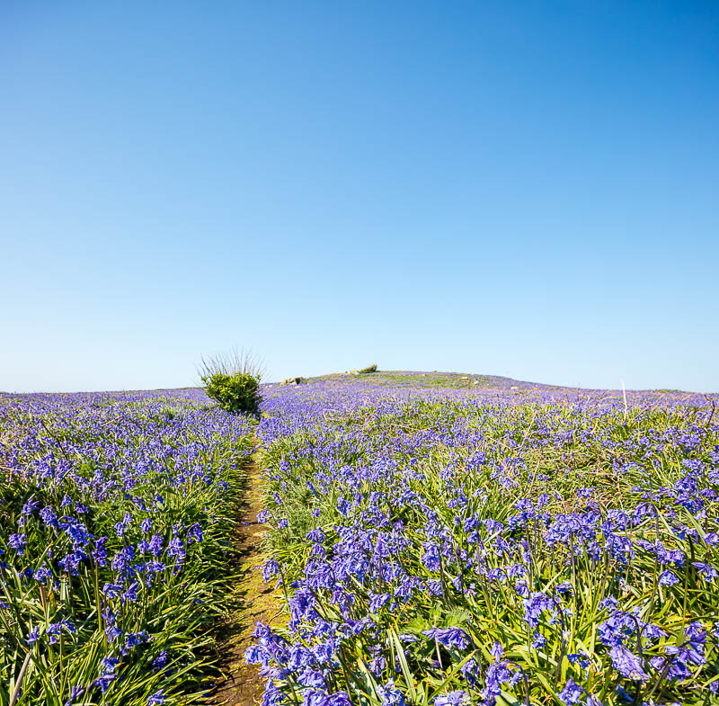 Fields of Bluebells 3