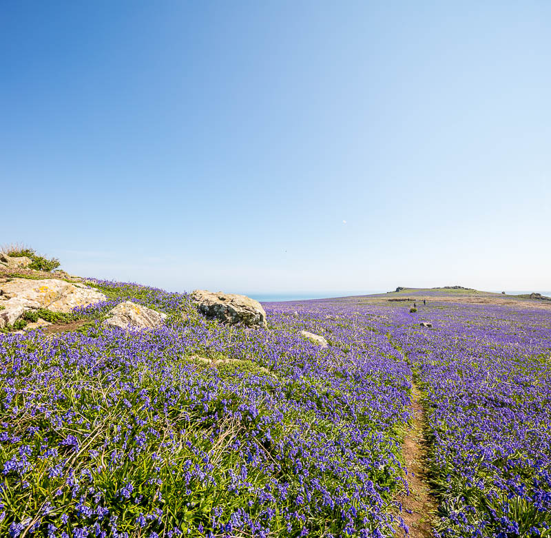 Fields of Bluebells 4