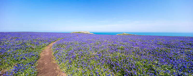 Fields of Bluebells 7