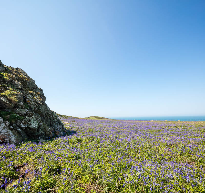 Fields of Bluebells 8