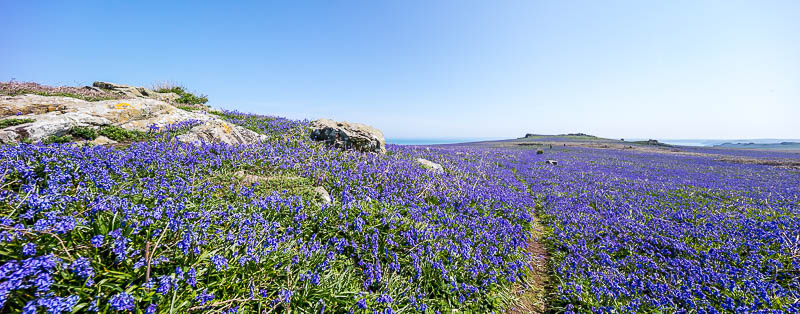 Fields of Bluebells 9