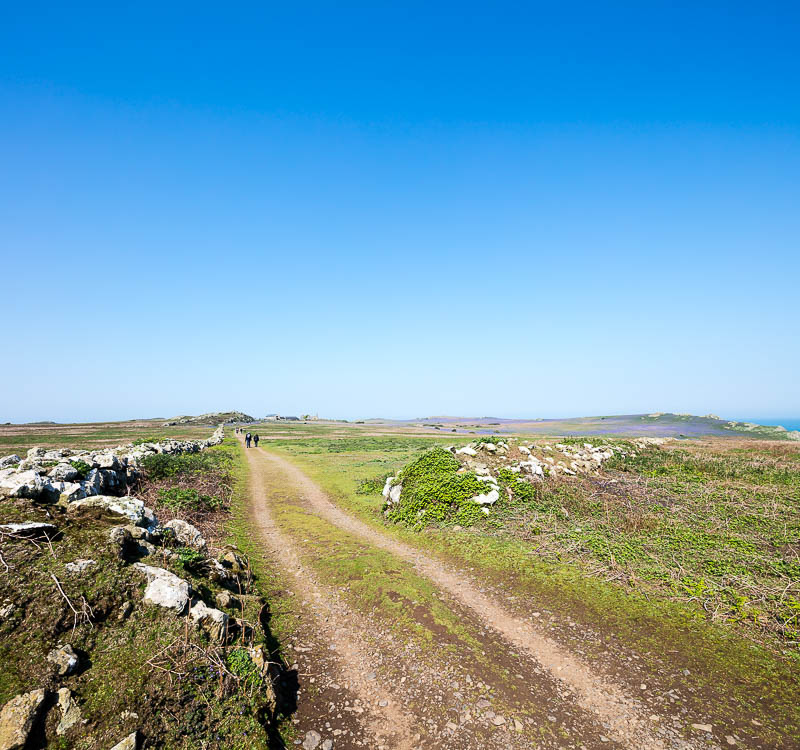 May on Skomer 10