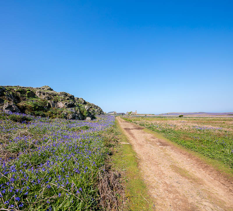 May on Skomer 11