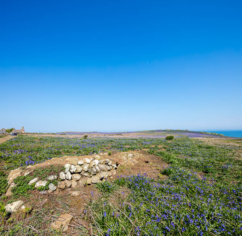 May on Skomer 12