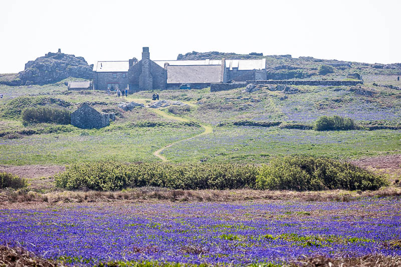 May on Skomer 14