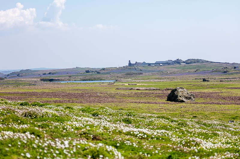 May on Skomer 15