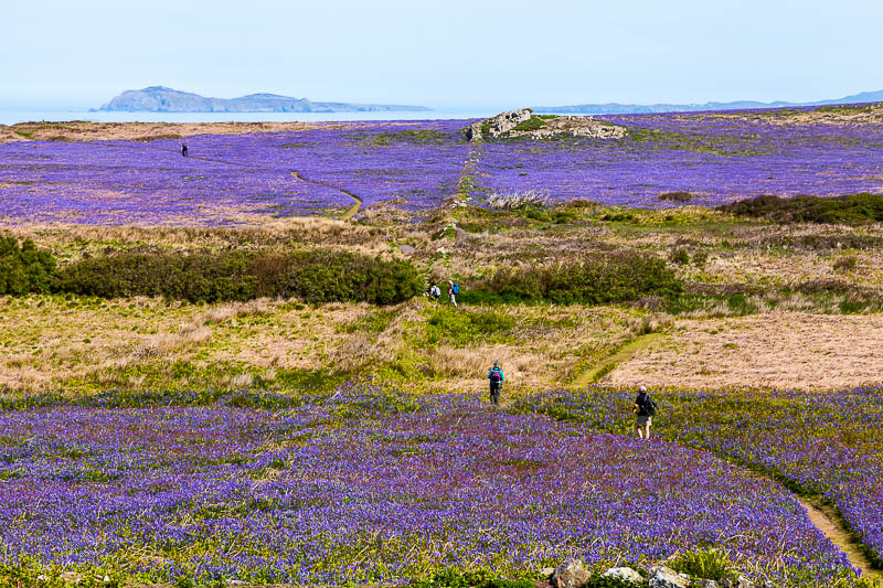 May on Skomer 3