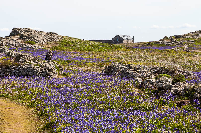 May on Skomer 5