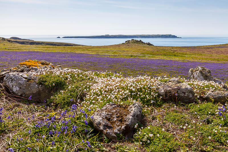 May on Skomer 6