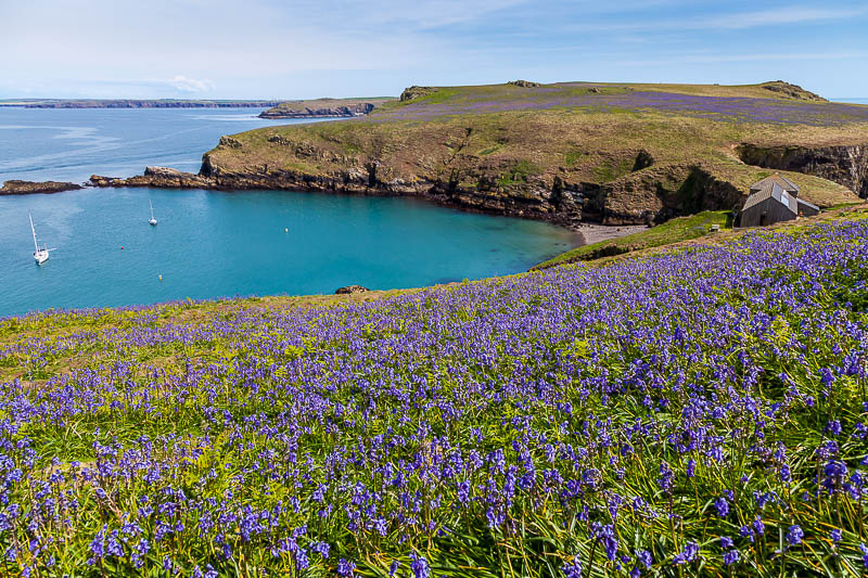 May on Skomer 9