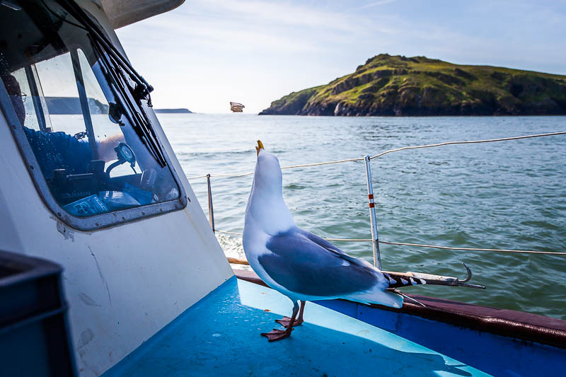 Boat to Skomer 21