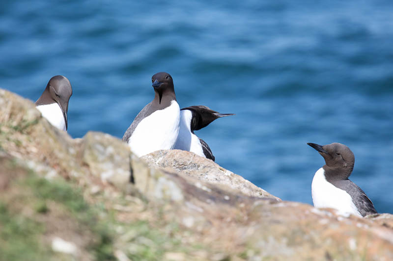 Guillemots North Haven 1