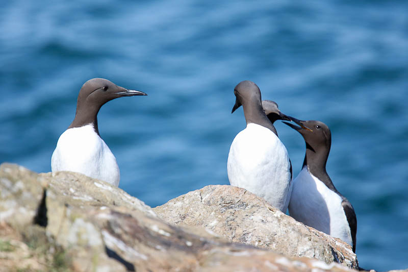 Guillemots North Haven 2