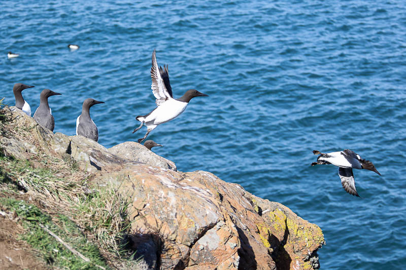 Guillemots North Haven 3