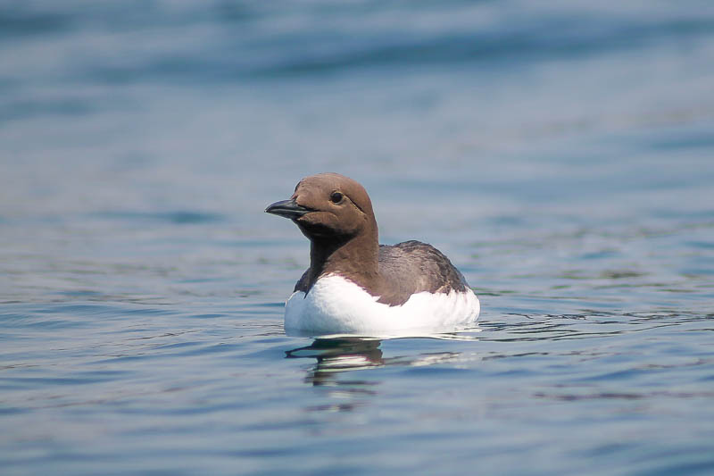 Guillemots at Sea 1