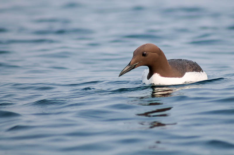 Guillemots at Sea 7