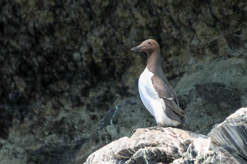 Guillemots on Cliffs 1