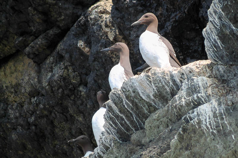 Guillemots on Cliffs 2