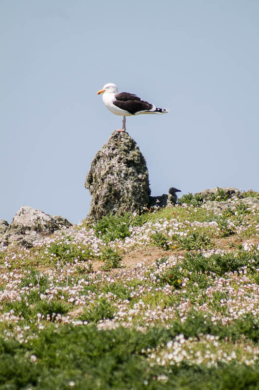 Gulls 1