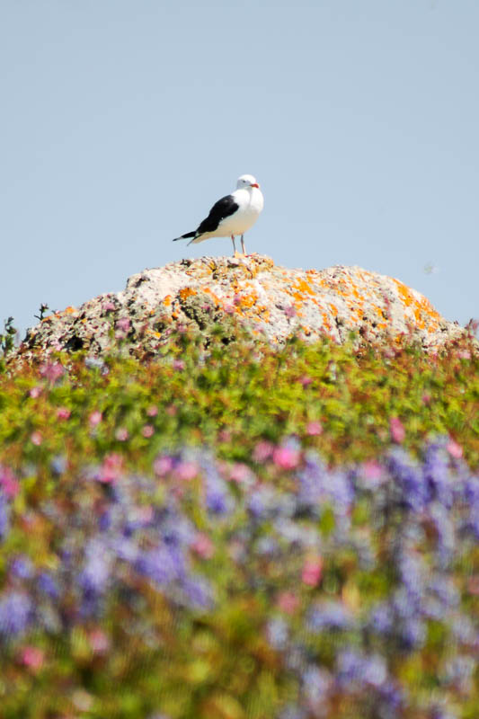 Gulls 2