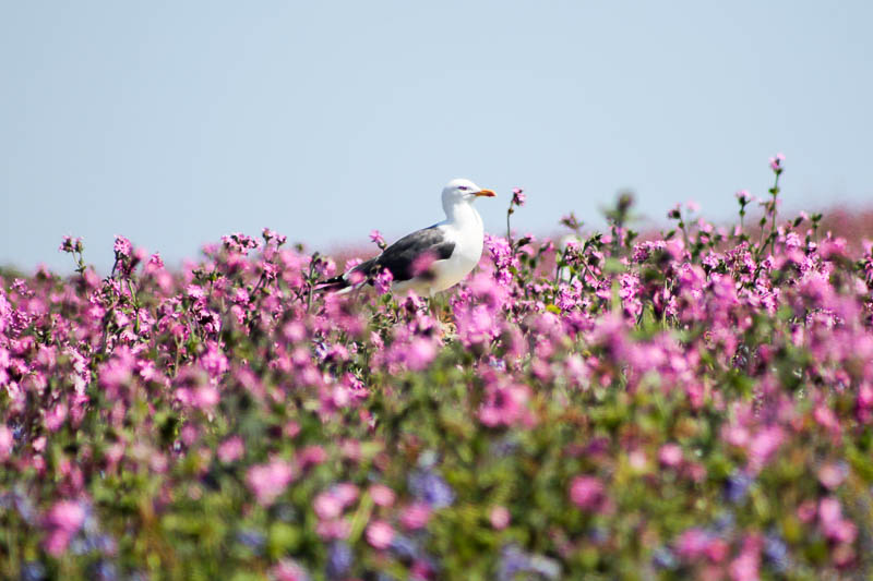 Gulls 3