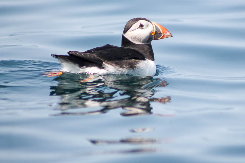 Puffins with Sandeels 10