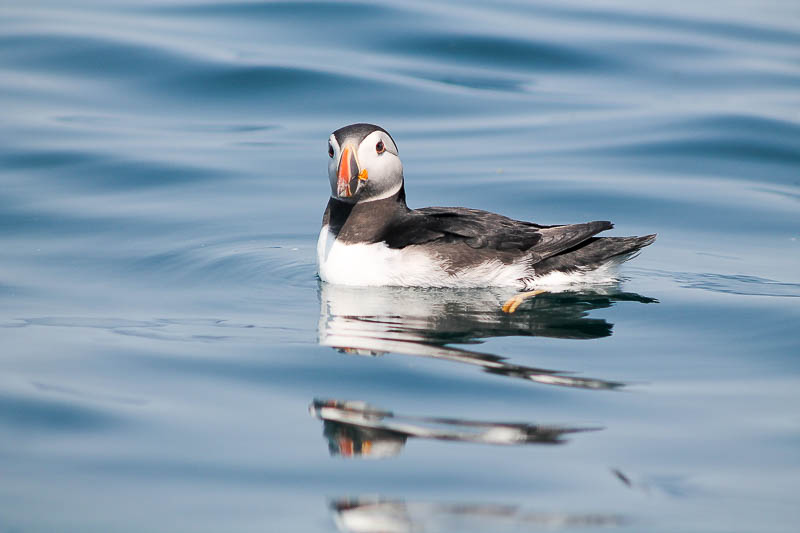 Puffins with Sandeels 11