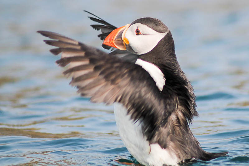 Puffins with Sandeels 15