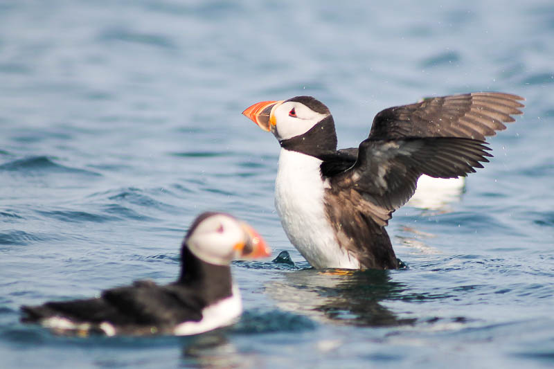 Puffins with Sandeels 16