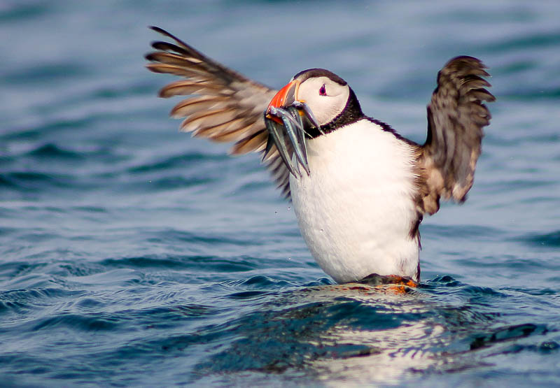 Puffins with Sandeels 19