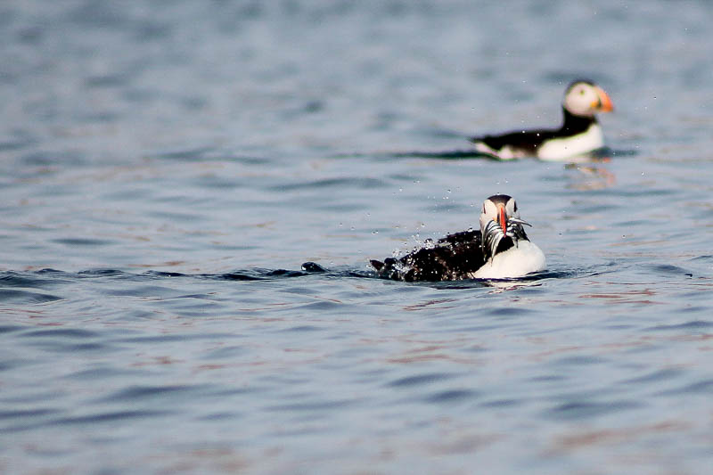 Puffins with Sandeels 22