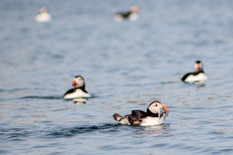 Puffins with Sandeels 23