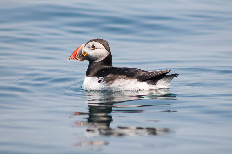 Puffins with Sandeels 5